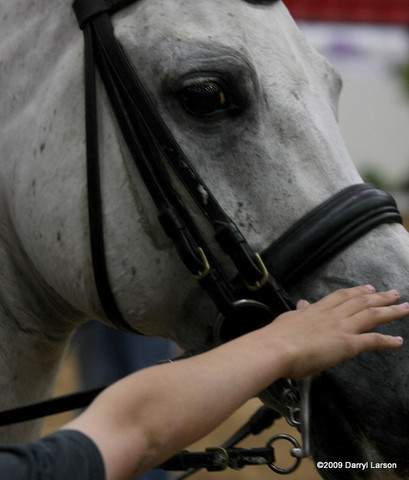 2009 Arabian Breeders World Cup - Thursday