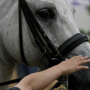 2009 Arabian Breeders World Cup - Thursday