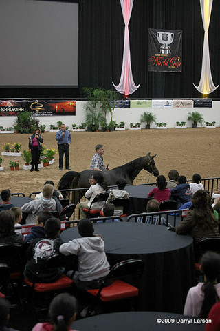 2009 Arabian Breeders World Cup - Thursday