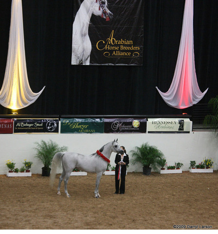 2009 Arabian Breeders World Cup - Thursday