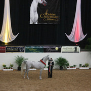 2009 Arabian Breeders World Cup - Thursday