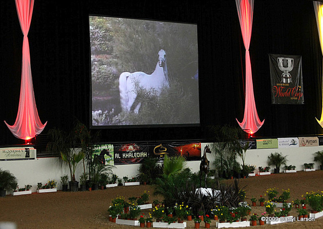 2009 Arabian Breeders World Cup - Thursday