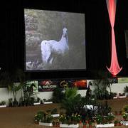 2009 Arabian Breeders World Cup - Thursday