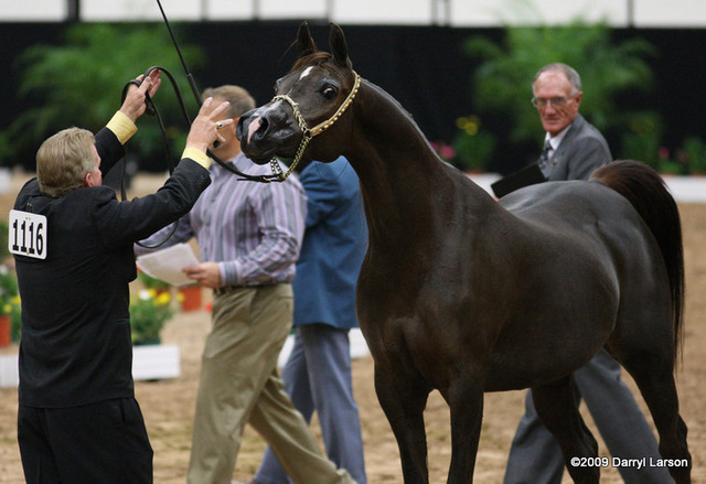 2009 Arabian Breeders World Cup - Friday