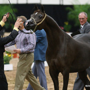 2009 Arabian Breeders World Cup - Friday