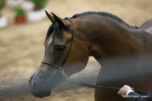 2009 Arabian Breeders World Cup - Friday