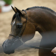 2009 Arabian Breeders World Cup - Friday