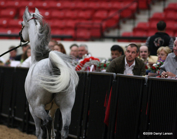 2009 Arabian Breeders World Cup - Friday
