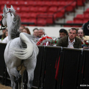 2009 Arabian Breeders World Cup - Friday