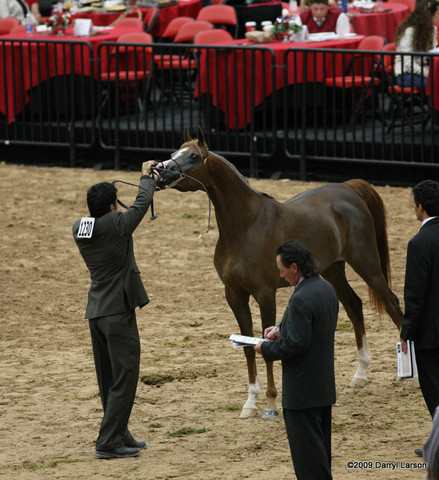 2009 Arabian Breeders World Cup - Friday