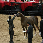 2009 Arabian Breeders World Cup - Friday