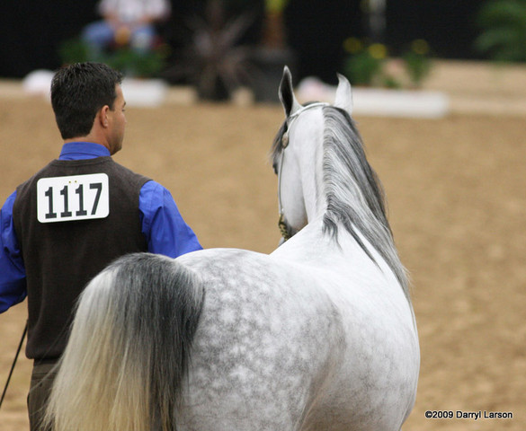 2009 Arabian Breeders World Cup - Friday