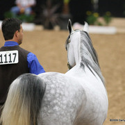 2009 Arabian Breeders World Cup - Friday