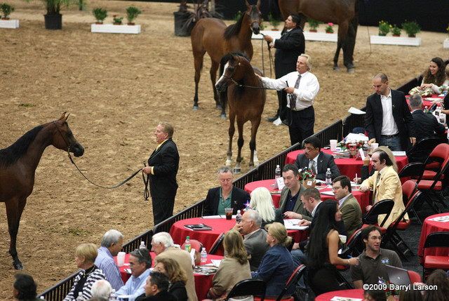 2009 Arabian Breeders World Cup - Friday