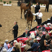 2009 Arabian Breeders World Cup - Friday