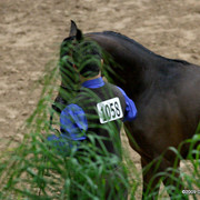 2009 Arabian Breeders World Cup - Friday
