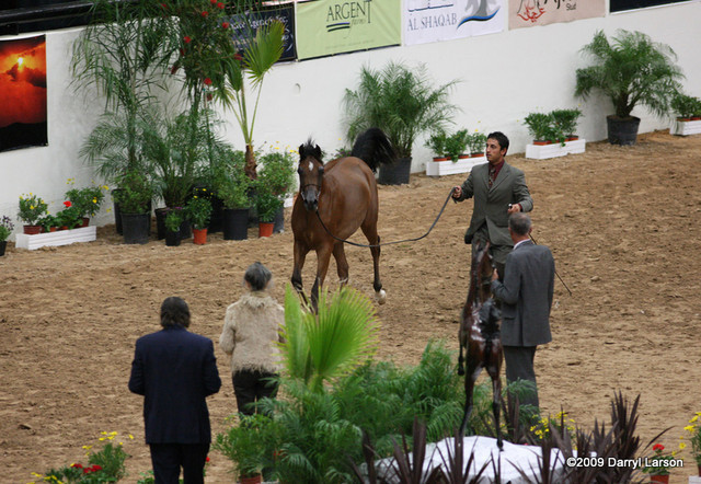2009 Arabian Breeders World Cup - Friday