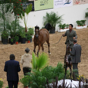 2009 Arabian Breeders World Cup - Friday