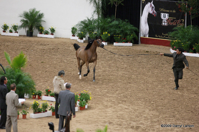2009 Arabian Breeders World Cup - Friday