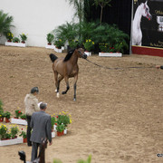 2009 Arabian Breeders World Cup - Friday