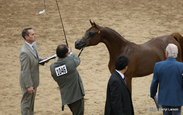 2009 Arabian Breeders World Cup - Friday