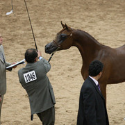 2009 Arabian Breeders World Cup - Friday