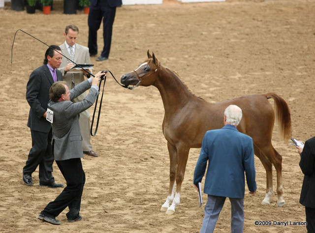 2009 Arabian Breeders World Cup - Friday