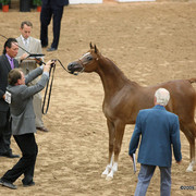 2009 Arabian Breeders World Cup - Friday