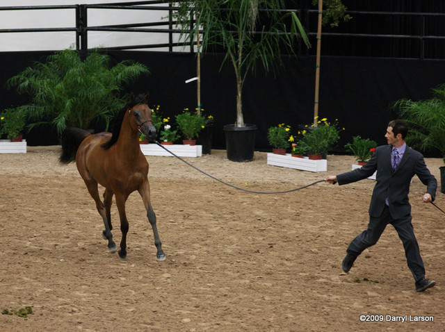 2009 Arabian Breeders World Cup - Friday