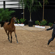 2009 Arabian Breeders World Cup - Friday