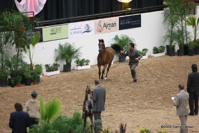2009 Arabian Breeders World Cup - Friday
