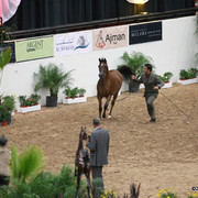 2009 Arabian Breeders World Cup - Friday