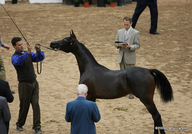 2009 Arabian Breeders World Cup - Friday