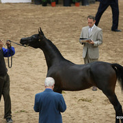 2009 Arabian Breeders World Cup - Friday