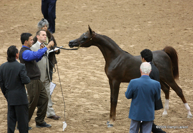 2009 Arabian Breeders World Cup - Friday