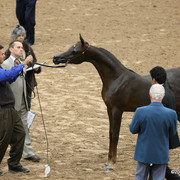 2009 Arabian Breeders World Cup - Friday