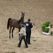 2009 Arabian Breeders World Cup - Friday