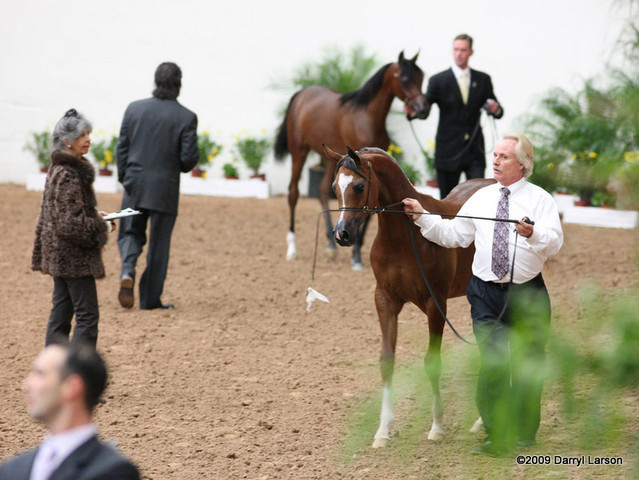 2009 Arabian Breeders World Cup - Friday