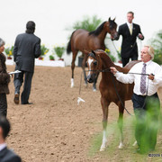 2009 Arabian Breeders World Cup - Friday