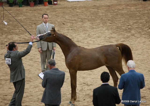 2009 Arabian Breeders World Cup - Friday