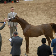 2009 Arabian Breeders World Cup - Friday