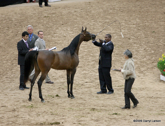 2009 Arabian Breeders World Cup - Friday