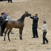 2009 Arabian Breeders World Cup - Friday