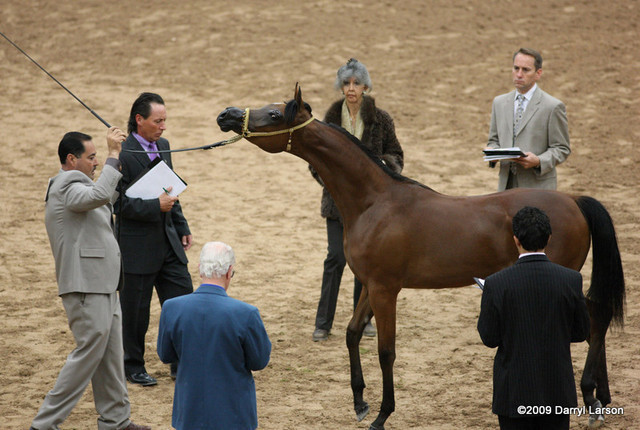 2009 Arabian Breeders World Cup - Friday