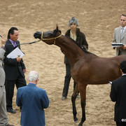 2009 Arabian Breeders World Cup - Friday