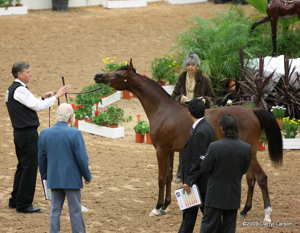 2009 Arabian Breeders World Cup - Friday