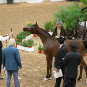 2009 Arabian Breeders World Cup - Friday