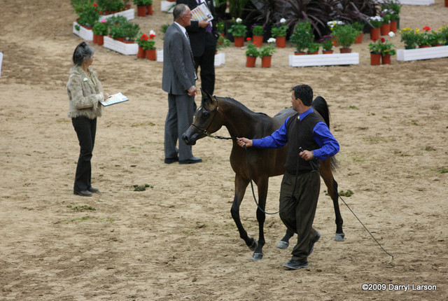 2009 Arabian Breeders World Cup - Friday
