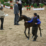 2009 Arabian Breeders World Cup - Friday