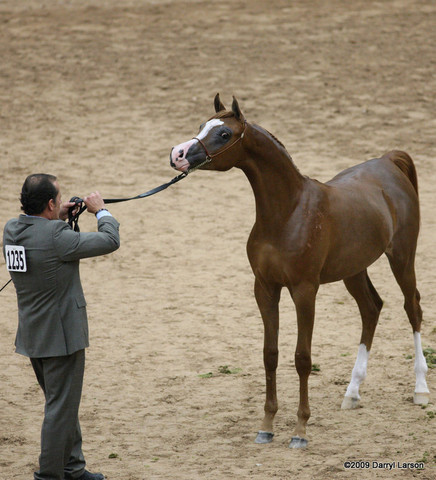 2009 Arabian Breeders World Cup - Friday